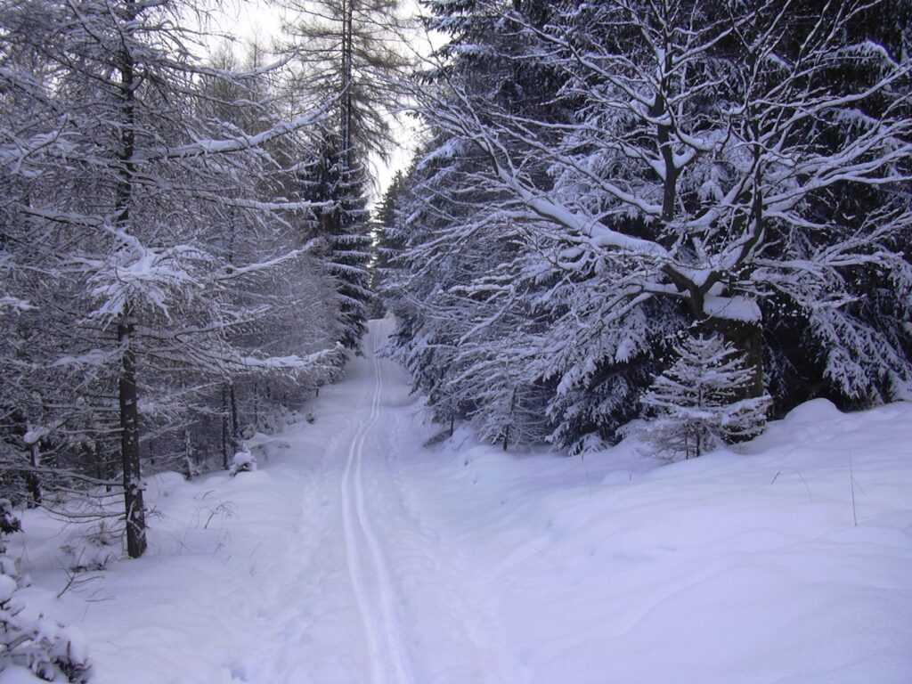 Groomed cross-country ski trail through snow-covered forest